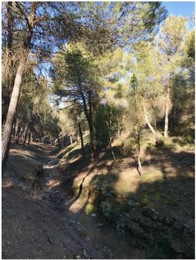 Apartamento Zubicalm La Zubia  Exterior foto